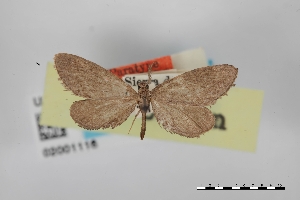  ( - USNM ENT 02001116)  @11 [ ] Unspecified (default): All Rights Reserved  Unspecified Unspecified