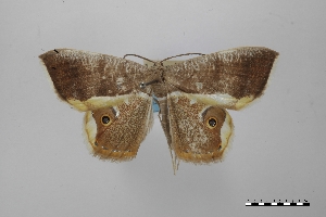  (Opisthoxia bellaoides - USNM ENT 02001208)  @11 [ ] Unspecified (default): All Rights Reserved  Unspecified Unspecified