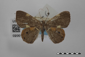  (Opisthoxia bimaculata - USNM ENT 02001209)  @11 [ ] Unspecified (default): All Rights Reserved  Unspecified Unspecified