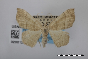  (Leptostales noctuata - USNM ENT 02001283)  @11 [ ] Unspecified (default): All Rights Reserved  Unspecified Unspecified