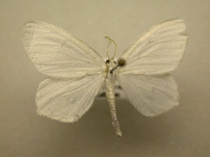  (Eugonobapta nivosaria - 11-NCCC-668)  @13 [ ] No Rights Reserved (2011) JB Sullivan Research Collection of J. B. Sullivan
