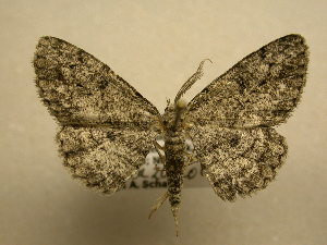  ( - 11-NCCC-171)  @13 [ ] No Rights Reserved (2010) James Sullivan Research Collection of J. B. Sullivan