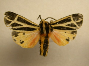  ( - 11-NCCC-761)  @12 [ ] No Rights Reserved (2011) JB Sullivan Research Collection of J. B. Sullivan