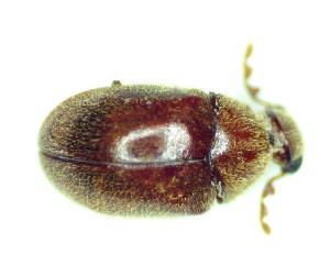  ( - BC-LNEF-2023-256)  @11 [ ] CreativeCommons Attribution (2023) Thomas Barnouin Unspecified