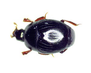  ( - BC-LNEF-2025-513)  @11 [ ] CreativeCommons Attribution (2025) Thomas Barnouin Unspecified