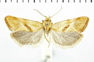  (Cochylimorpha jucundana - NMPC-LEP-1506)  @11 [ ] by-nc-sa (2024) Jan Sumpich National Museum of Natural History, Prague