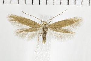  (Coleophora sibiricella - NMPC-LEP-1694)  @11 [ ] by-nc-sa (2024) Jan Sumpich National Museum of Natural History, Prague