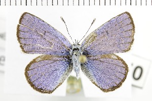  (Polyommatus rosei - NMPC-LEP-1734)  @11 [ ] by-nc-sa (2024) Jan Sumpich National Museum of Natural History, Prague