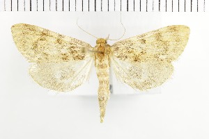  ( - NMPC-LEP-1763)  @11 [ ] by-nc-sa (2024) Jan Sumpich National Museum of Natural History, Prague