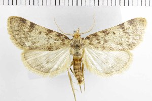  ( - NMPC-LEP-1887)  @11 [ ] by-nc-sa (2024) Jan Sumpich National Museum of Natural History, Prague