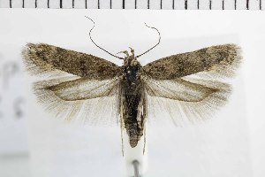  ( - NMPC-LEP-1888)  @11 [ ] by-nc-sa (2024) Jan Sumpich National Museum of Natural History, Prague