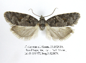  (Eana clercana - NMPC-LEP-1914)  @11 [ ] by-nc-sa (2024) Jan Sumpich National Museum of Natural History, Prague