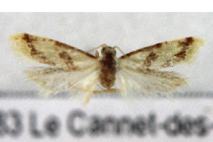  (Aethes celsei - NMPC-LEP-1915)  @11 [ ] by-nc-sa (2024) Jan Sumpich National Museum of Natural History, Prague