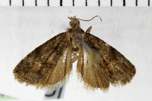  ( - NMPC-LEP-1924)  @11 [ ] by-nc-sa (2024) Jan Sumpich National Museum of Natural History, Prague