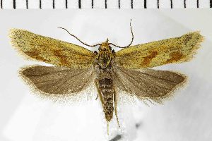  ( - NMPC-LEP-1928)  @11 [ ] by-nc-sa (2024) Jan Sumpich National Museum of Natural History, Prague