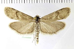  ( - NMPC-LEP-1931)  @11 [ ] by-nc-sa (2024) Jan Sumpich National Museum of Natural History, Prague