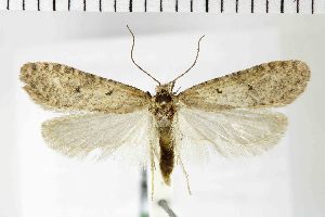 ( - NMPC-LEP-1938)  @11 [ ] by-nc-sa (2024) Jan Sumpich National Museum of Natural History, Prague