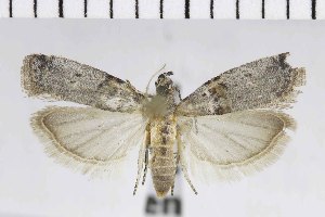  ( - NMPC-LEP-0473)  @11 [ ] by-nc-sa (2023) Jan Sumpich National Museum of Natural History, Prague