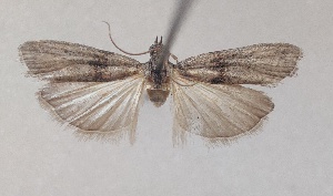  ( - NMPC-LEP-0479)  @11 [ ] by-nc-sa (2023) Jan Sumpich National Museum of Natural History, Prague