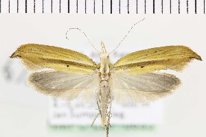  (Ypsolopha blandella - NMPC-LEP-0633)  @11 [ ] by-nc-sa (2021) Jan Sumpich National Museum of Natural History, Prague