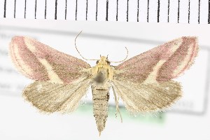 (Tegostoma lepidalis - NMPC-LEP-0716)  @11 [ ] by-nc-sa (2021) Jan Sumpich National Museum of Natural History, Prague