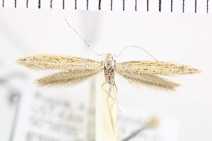  (Coleophora palifera - NMPC-LEP-0861)  @11 [ ] by-nc-sa (2021) Jan Sumpich National Museum of Natural History, Prague