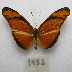  (Dryas iulia alcionea - MACN-Bar-Lep-ct-09752)  @11 [ ] Copyright (2024) MACN Museo Argentino de Ciencias Naturales "Bernardino Rivadavia"