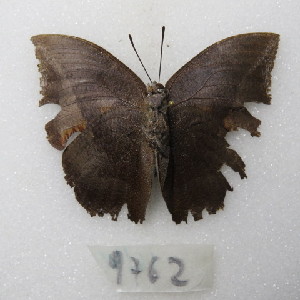  (Memphis moruus morpheus - MACN-Bar-Lep-ct-09762)  @11 [ ] Copyright (2024) MACN Museo Argentino de Ciencias Naturales "Bernardino Rivadavia"