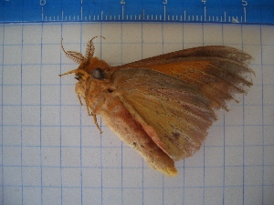  ( - CLV10010)  @11 [ ] Copyright (2010) Carlos Lopez-Vaamonde Institut National de la Recherche Agronomique, Orleans, Forestry Zoology