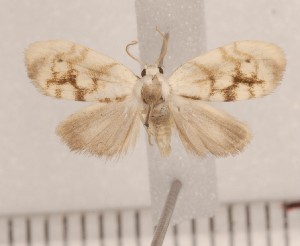  (Clemensia clathrata - CLV105210)  @14 [ ] Copyright (2010) Carlos Lopez-Vaamonde Institut National de la Recherche Agronomique, Orleans, Forestry Zoology