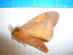  ( - CLV14010)  @11 [ ] Copyright (2010) Carlos Lopez-Vaamonde Institut National de la Recherche Agronomique, Orleans, Forestry Zoology