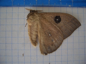  ( - CLV17810)  @12 [ ] Copyright (2010) Carlos Lopez-Vaamonde Institut National de la Recherche Agronomique, Orleans, Forestry Zoology