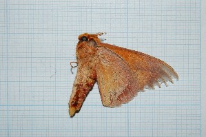  ( - CLV19210)  @11 [ ] Copyright (2010) Carlos Lopez-Vaamonde Institut National de la Recherche Agronomique, Orleans, Forestry Zoology