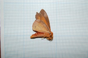  ( - CLV20610)  @11 [ ] Copyright (2010) Carlos Lopez-Vaamonde Institut National de la Recherche Agronomique, Orleans, Forestry Zoology