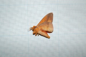  ( - CLV21010)  @11 [ ] Copyright (2010) Carlos Lopez-Vaamonde Institut National de la Recherche Agronomique, Orleans, Forestry Zoology