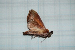  ( - CLV373)  @13 [ ] Copyright (2010) Carlos Lopez-Vaamonde Institut National de la Recherche Agronomique, Orleans, Forestry Zoology