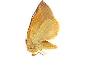  (Maschane pulverea - LNOU-0476)  @14 [ ] CreativeCommons - Attribution (2010) CBG Photography Group Centre for Biodiversity Genomics