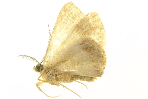  (Parilexia BOLD:AAN7039 - LNOU-0530)  @13 [ ] CreativeCommons - Attribution (2010) CBG Photography Group Centre for Biodiversity Genomics