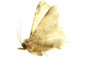  (Metalectra schizospila - LNOU-0612)  @13 [ ] CreativeCommons - Attribution (2010) CBG Photography Group Centre for Biodiversity Genomics