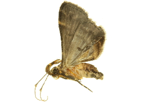  ( - LNOU-0667)  @13 [ ] CreativeCommons - Attribution (2010) CBG Photography Group Centre for Biodiversity Genomics