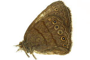  ( - LNOU-0734)  @12 [ ] CreativeCommons - Attribution (2010) CBG Photography Group Centre for Biodiversity Genomics