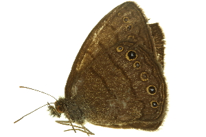  (Hermeuptychia canthe - LNOU-0735)  @13 [ ] CreativeCommons - Attribution (2010) CBG Photography Group Centre for Biodiversity Genomics