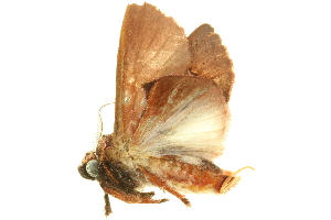  ( - LNOU-0759)  @13 [ ] CreativeCommons - Attribution (2010) CBG Photography Group Centre for Biodiversity Genomics