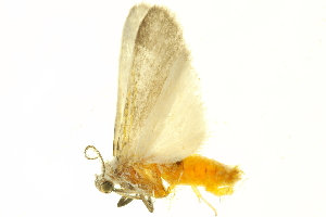  ( - LNOU-0871)  @12 [ ] CreativeCommons - Attribution (2010) CBG Photography Group Centre for Biodiversity Genomics