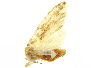  (Eudoliche longa - LNOU-1058)  @13 [ ] CreativeCommons - Attribution (2010) CBG Photography Group Centre for Biodiversity Genomics