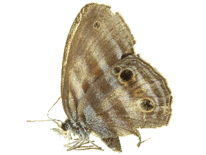  (Parypthimoides - LNOU-1108)  @14 [ ] CreativeCommons - Attribution (2010) CBG Photography Group Centre for Biodiversity Genomics