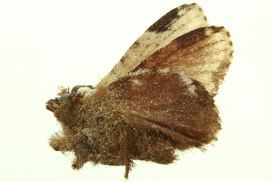  ( - LNOU-1194)  @13 [ ] CreativeCommons - Attribution (2010) CBG Photography Group Centre for Biodiversity Genomics