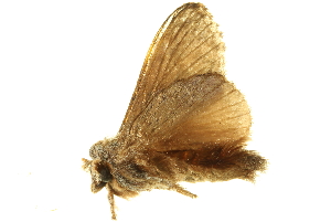  ( - BIOUG00730-F11)  @13 [ ] CreativeCommons - Attribution (2011) CBG Photography Group Centre for Biodiversity Genomics