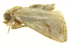  ( - LNOU-1035)  @14 [ ] CreativeCommons - Attribution (2010) CBG Photography Group Centre for Biodiversity Genomics