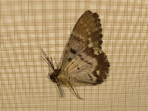  ( - CLV3834)  @12 [ ] Copyright (2011) Olivier Bouteleux Unspecified